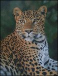 (image for) Leopard Stare 2